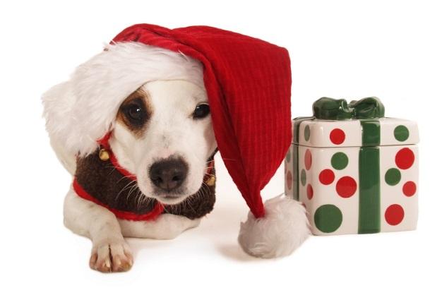 Jingle Paws: My Guide to Gifts for Dogs